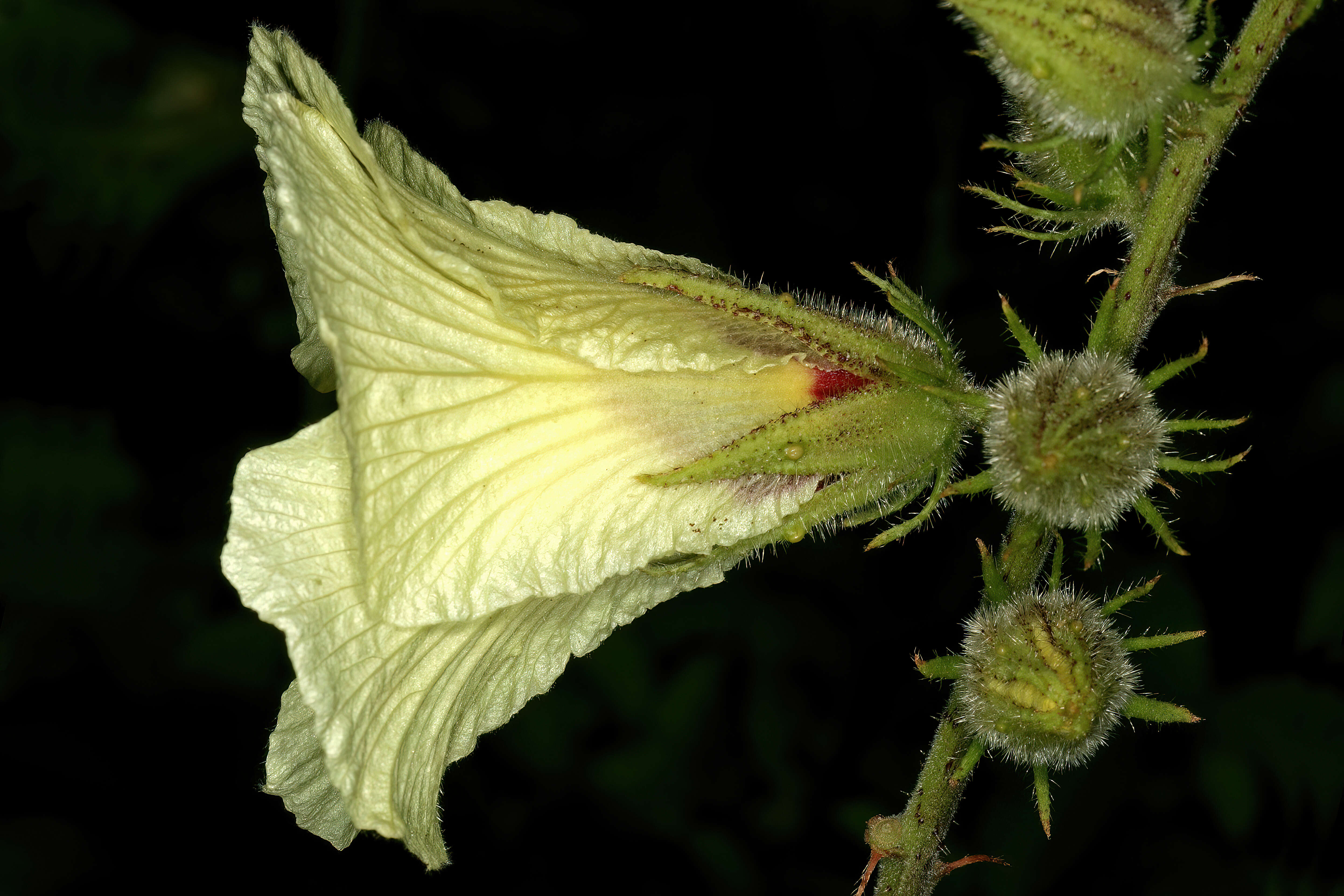 Imagem de Hibiscus diversifolius Jacq.