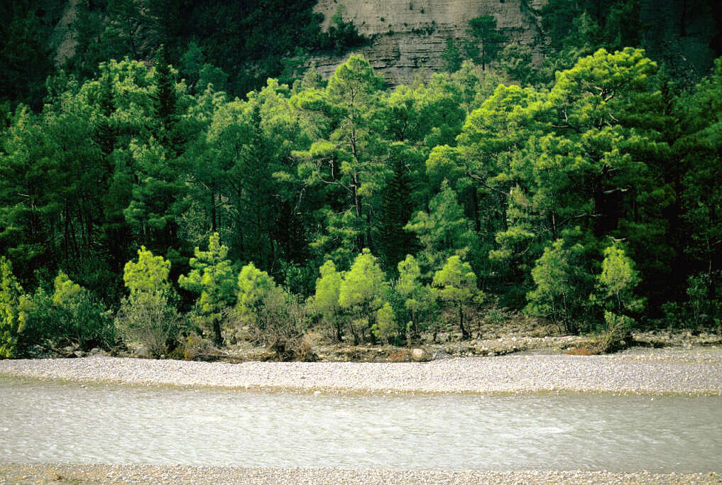 Image of Brutia Pine