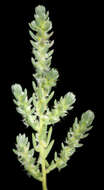 Image of Sclerolaena densiflora (Fitzg.) A. J. Scott