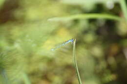 Image of Azure Bluet