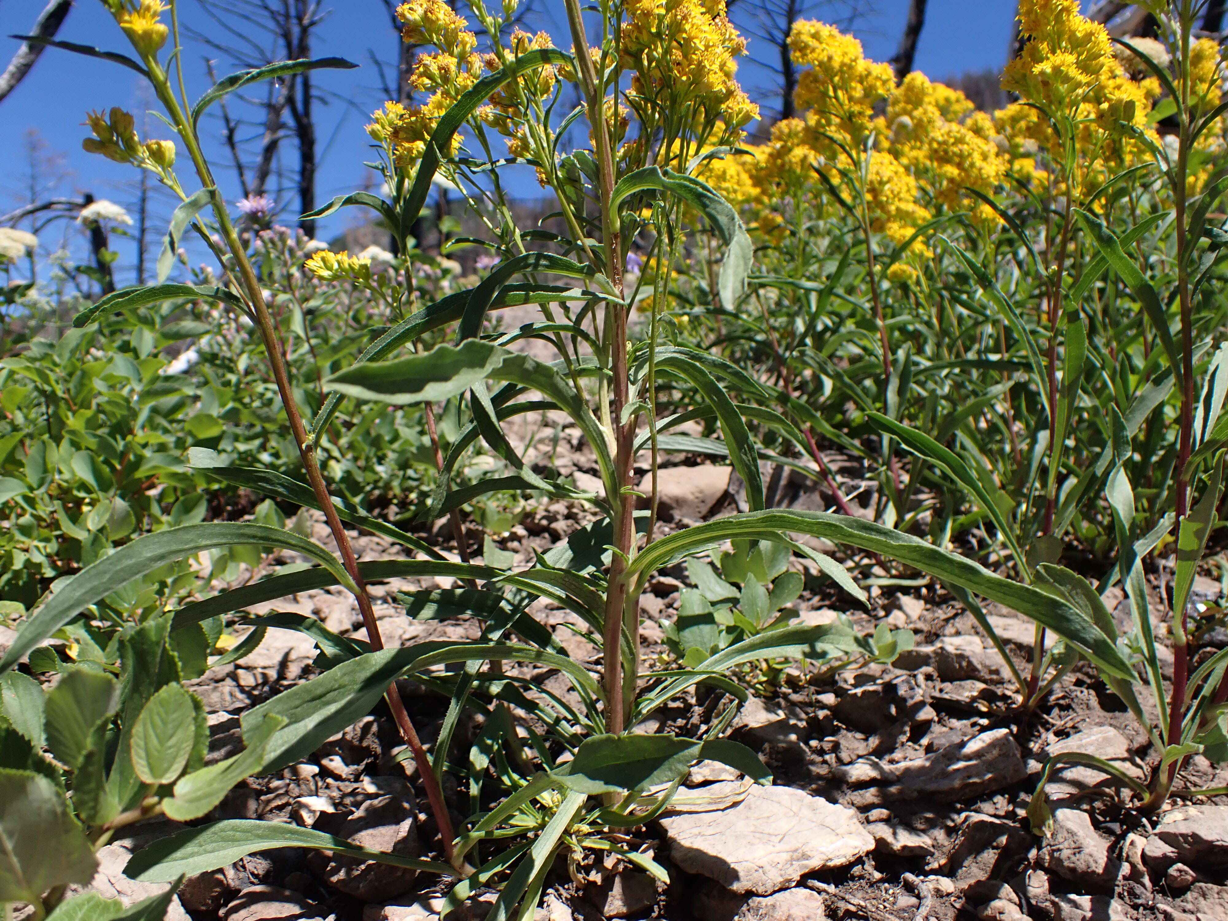 Image of Missouri goldenrod