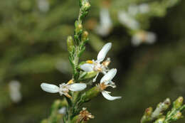 Image of small-flower daisy-bush