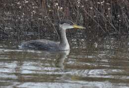 Image of Red-necked Grebe