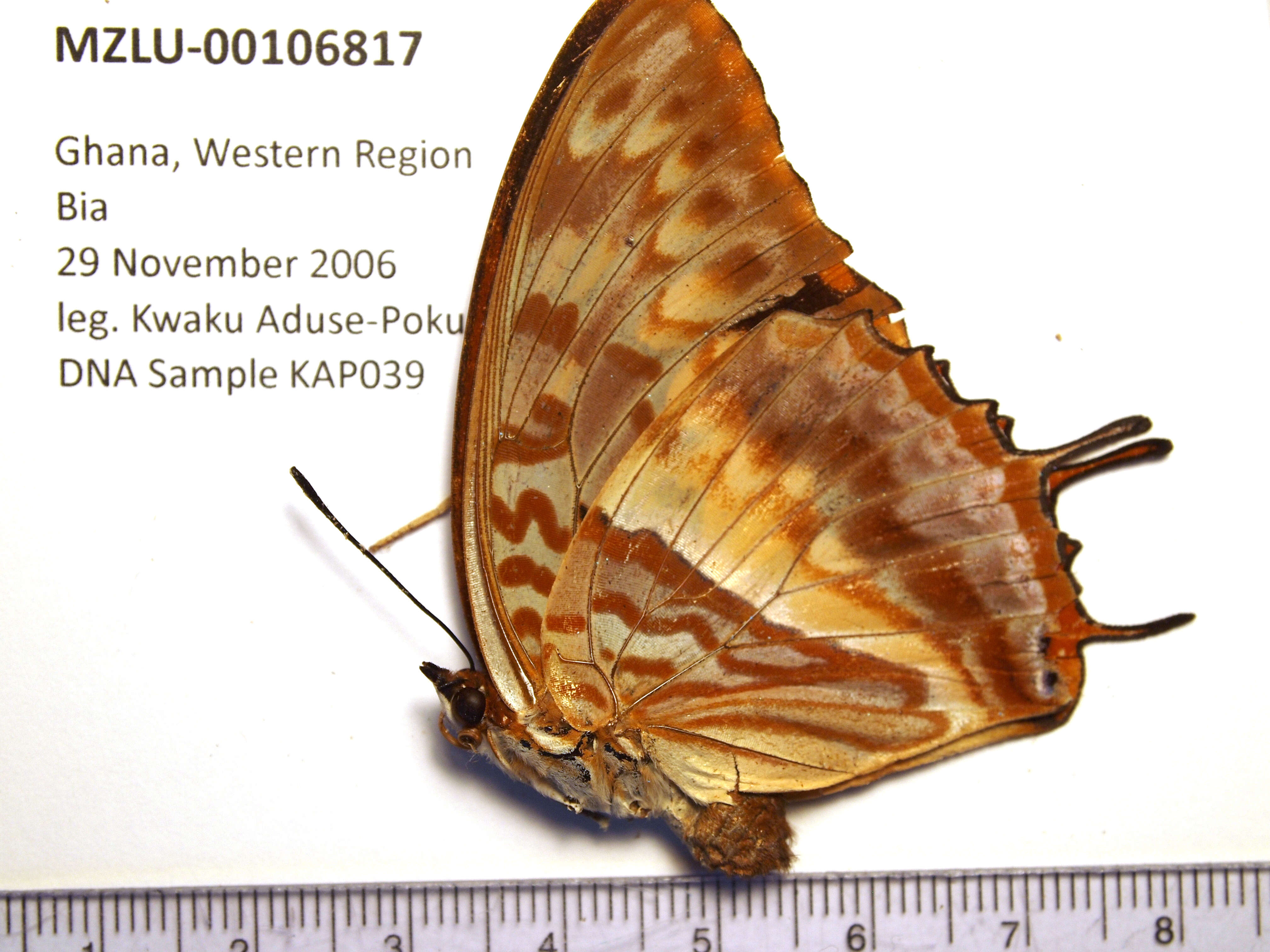 Charaxes cynthia Butler 1865 resmi