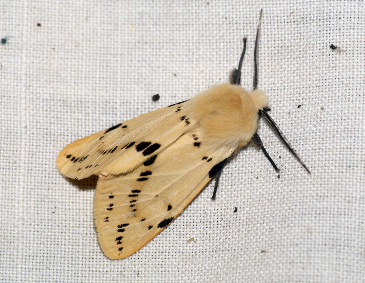 Image of Spilosoma lutea Hüfnagel 1766