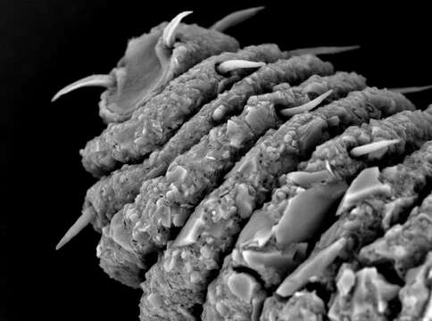 Image of roundworms
