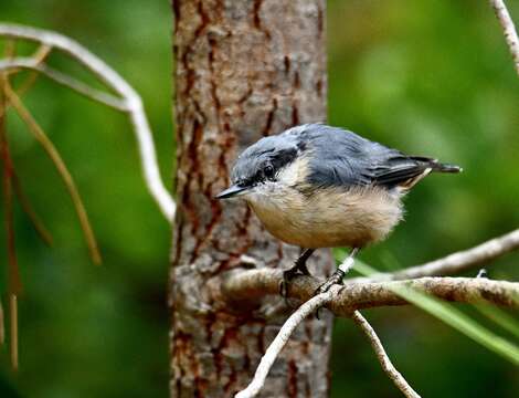 Image of Eurasian Nuthatch