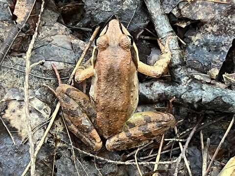 Lithobates sylvaticus (Le Conte 1825) resmi