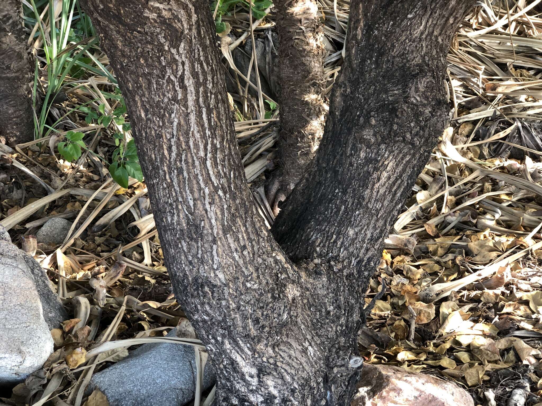 Image of brown damson