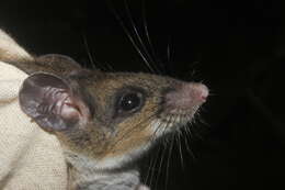 Image of Mexican Deer Mouse