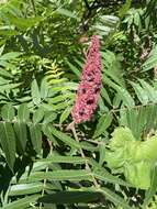 Image de Sumac vinaigrier