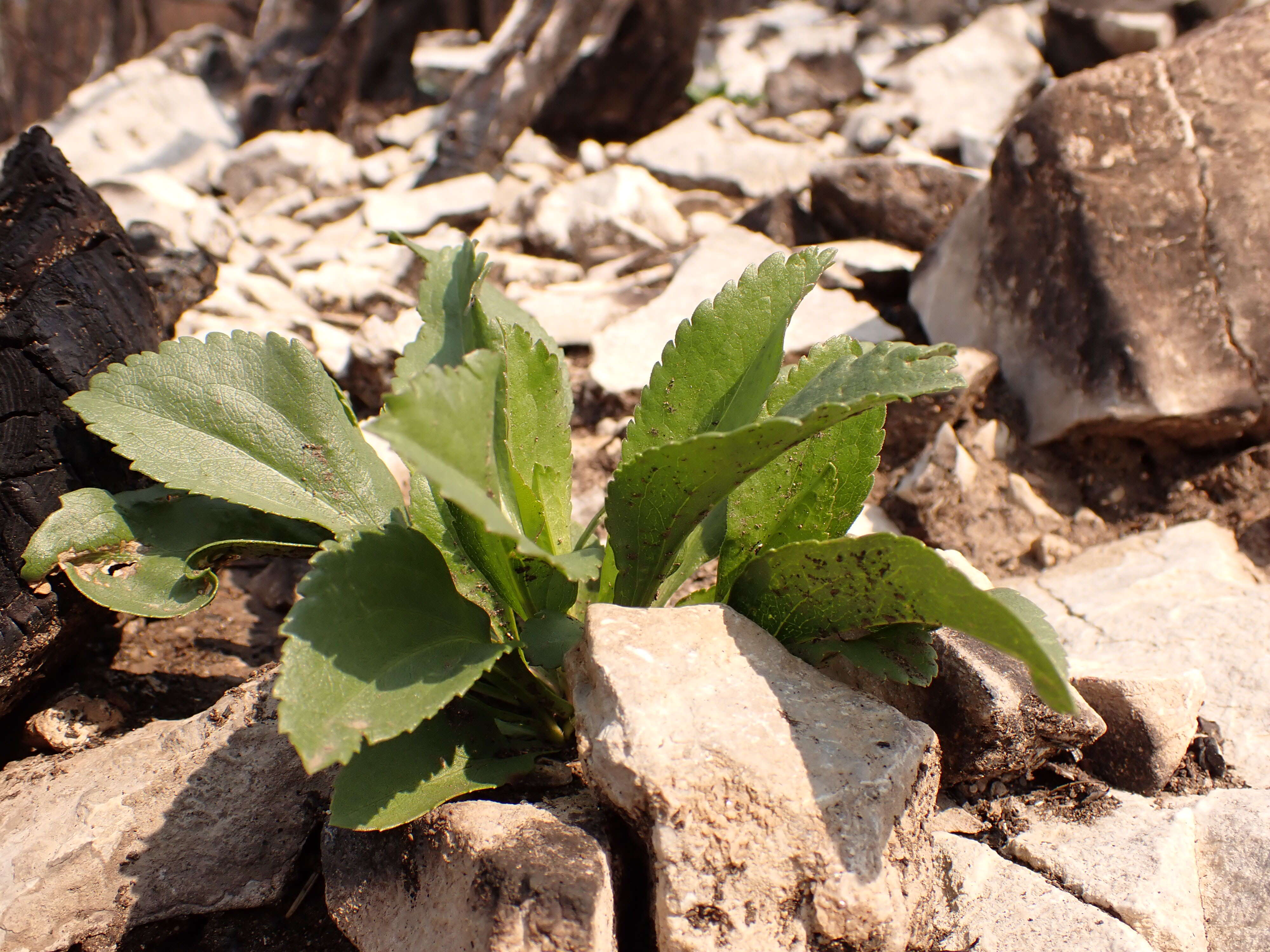 Image of Missouri goldenrod