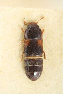 Image of Brachypeplus