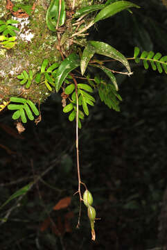 Image of green fly orchid