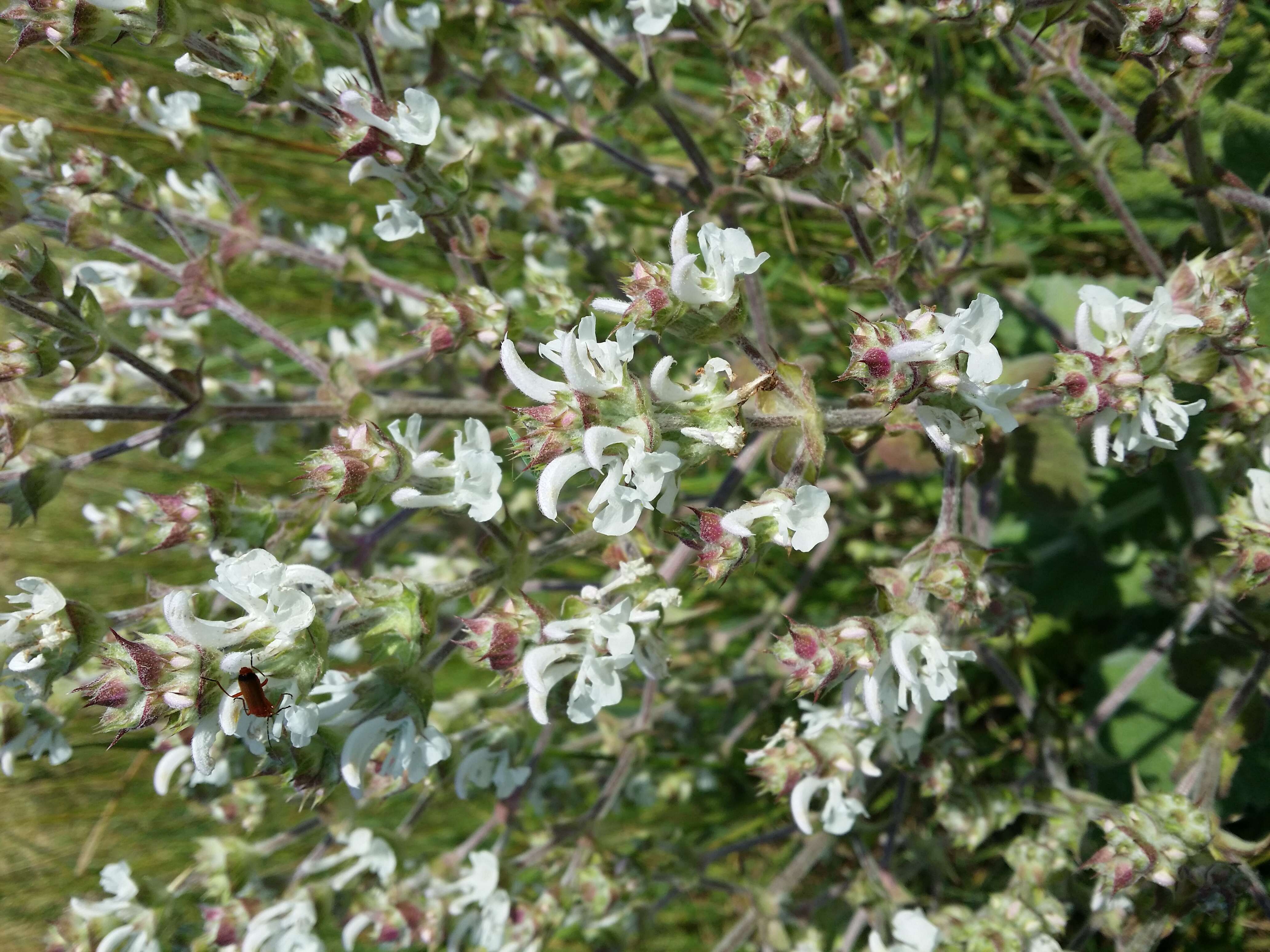 Imagem de Salvia aethiopis L.