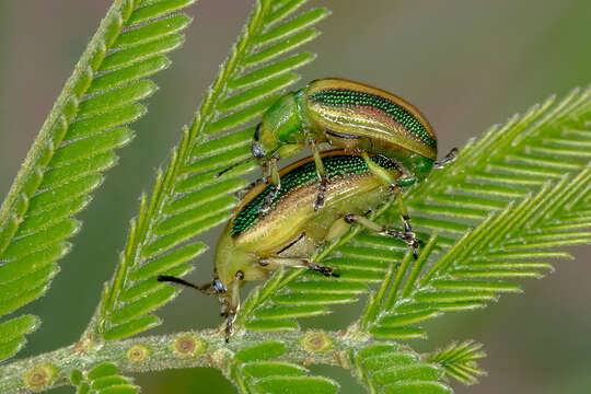 Image of Calomela bartoni