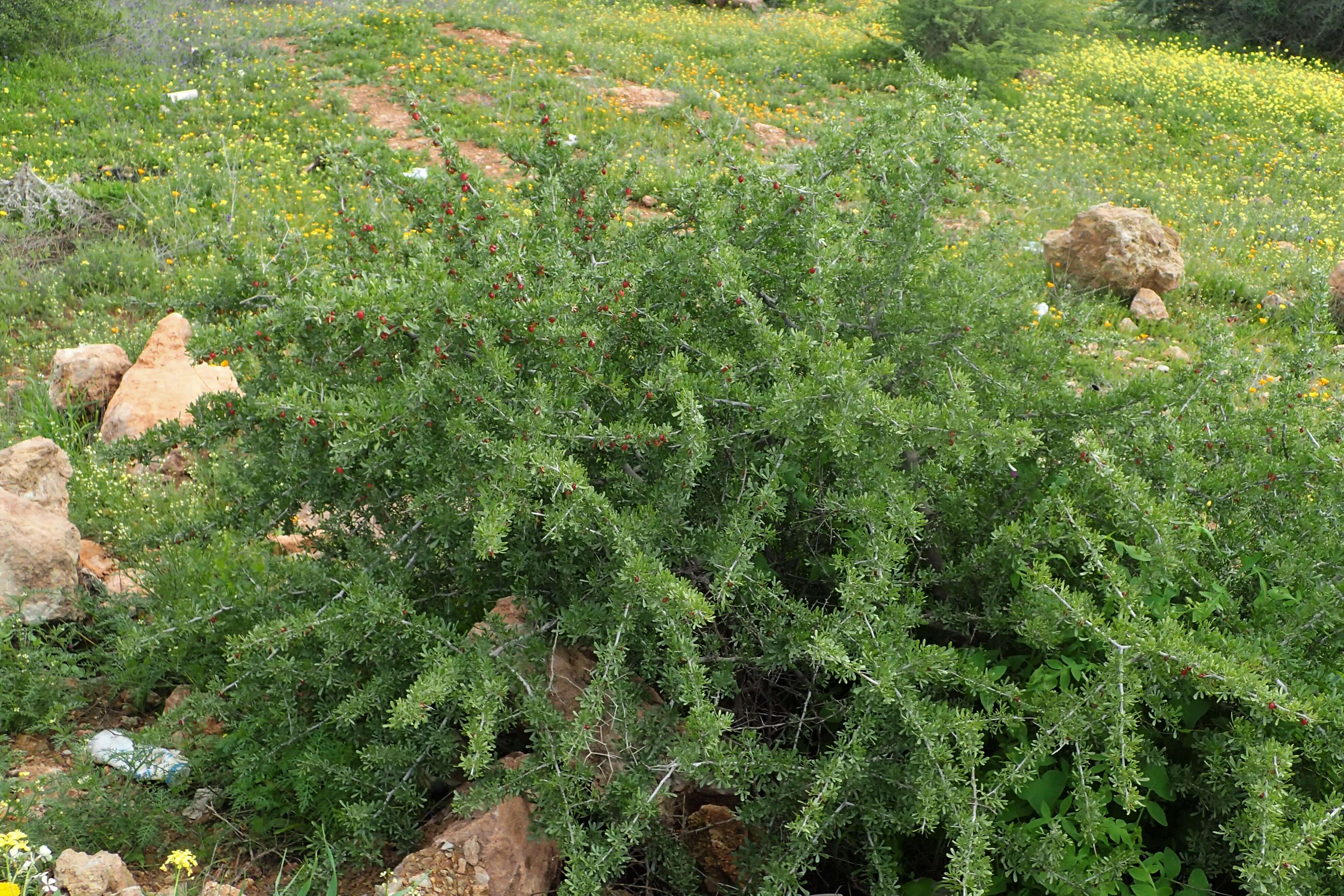 Image of Searsia pentaphylla (Jacq.) F. A. Barkley ex Moffett