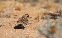 Image of Karoo Lark