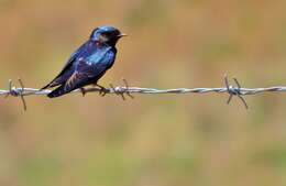 Hirundo atrocaerulea Sundevall 1850的圖片