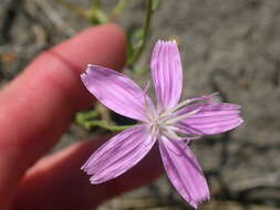 Image of rush skeletonplant