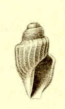 Image of Belalora striatula (Thiele 1912)