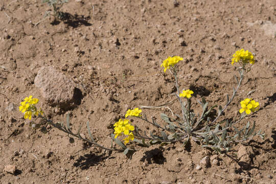 Image of Gordon's bladderpod