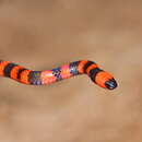 Image of Roatan Coral Snake