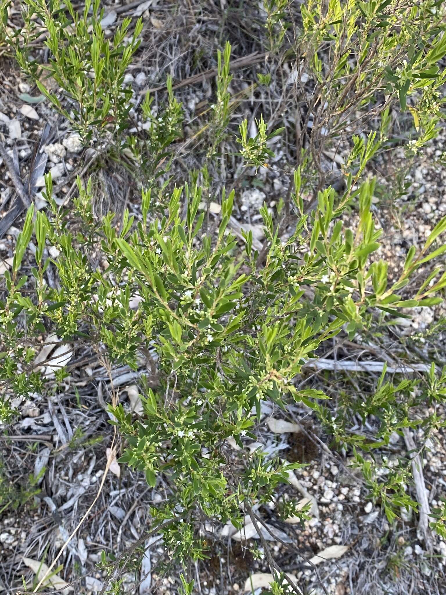 Plancia ëd Leucopogon muticus R. Br.