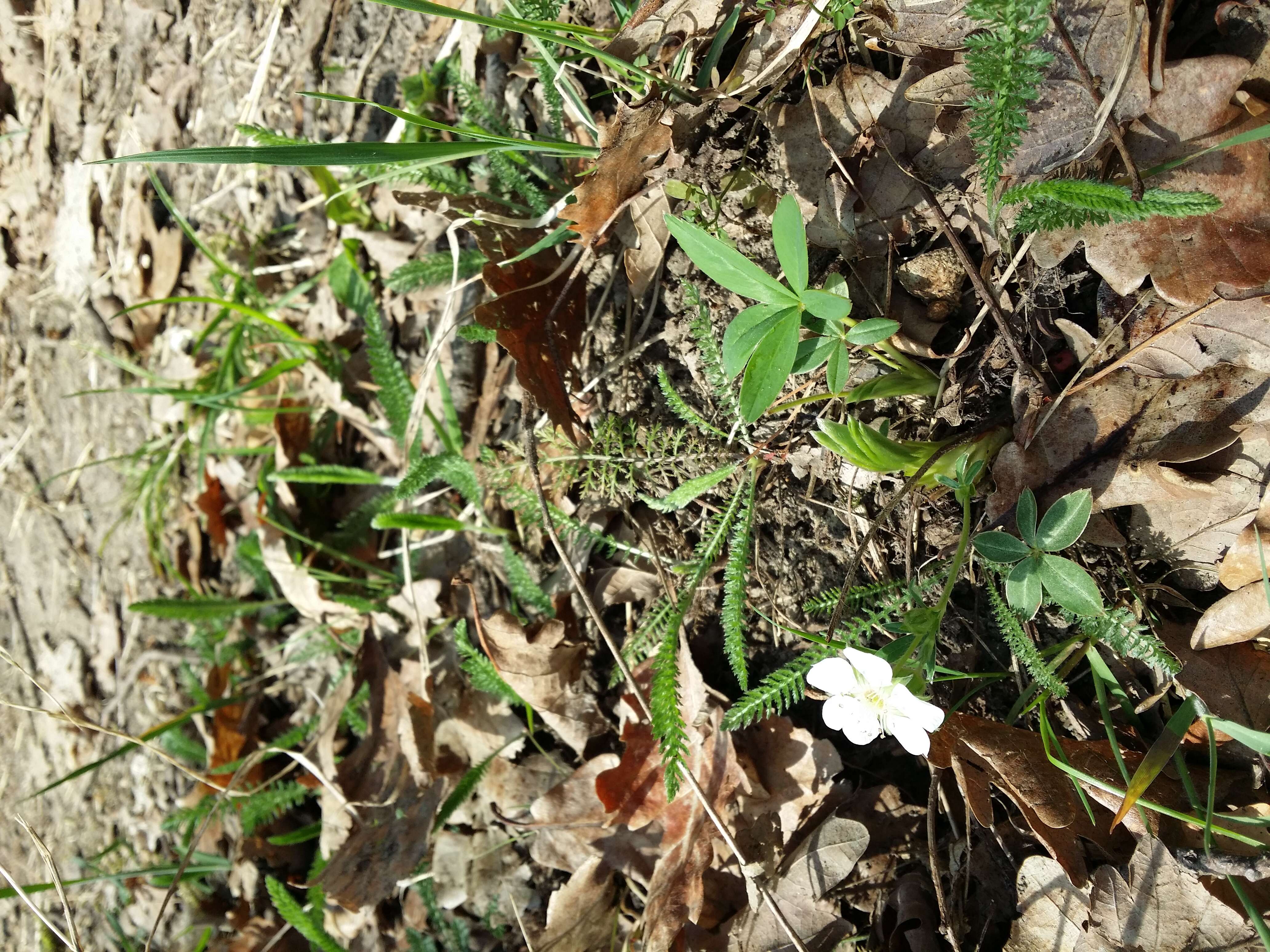 Image of White Cinquefoil