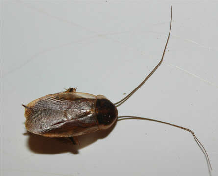 Image of Pennsylvania Wood Cockroach