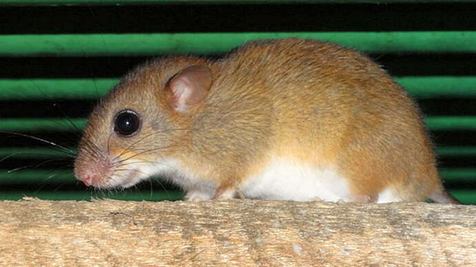 Image of Bicolored Arboreal Rice Rat