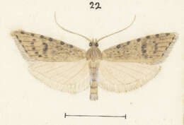 Image de Heterocrossa rubophaga