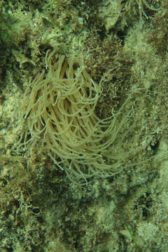 Image of Snakelocks anemone