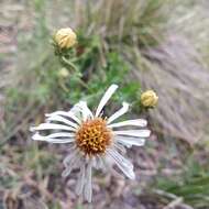 Image de Symphyotrichum trilineatum (Sch. Bip. ex Klatt) G. L. Nesom