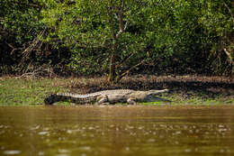 Image of Nile crocodile