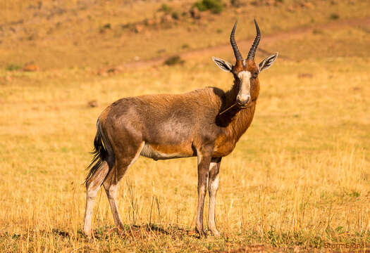 Image of Blesbok