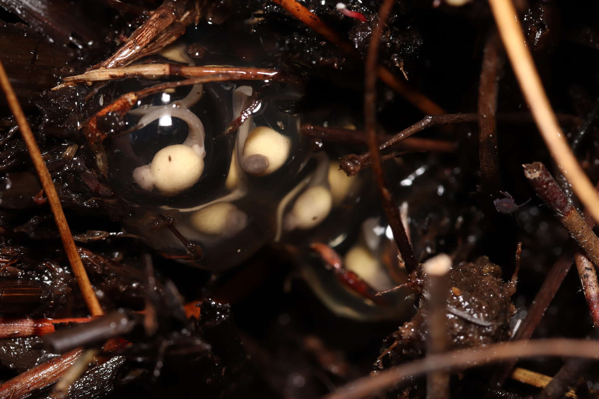 Image of Rough Moss Frog