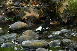 Image of Rose-breasted Grosbeak