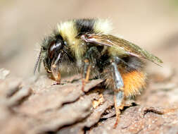 Imagem de Bombus mendax Gerstäcker 1869