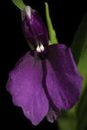 صورة Roscoea schneideriana (Loes.) Cowley