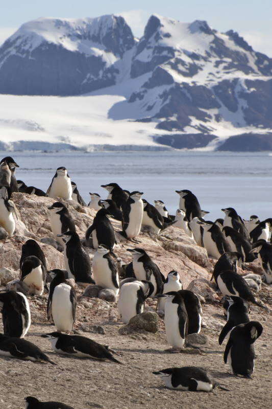 Image of Chinstrap Penguin