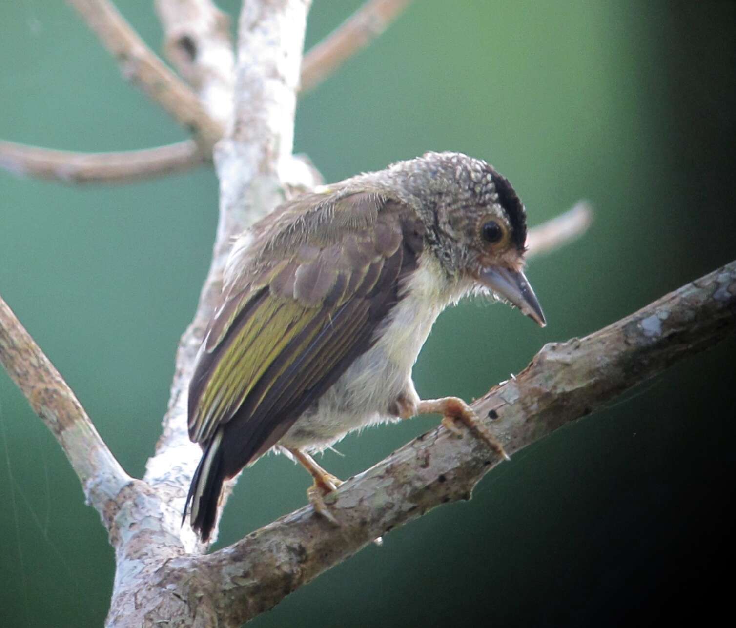 Image of Plain-breasted Piculet