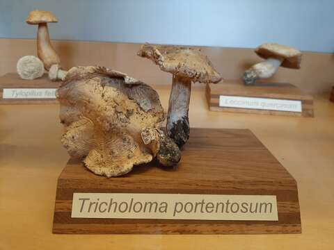 Imagem de Tricholoma portentosum (Fr.) Quél. 1873