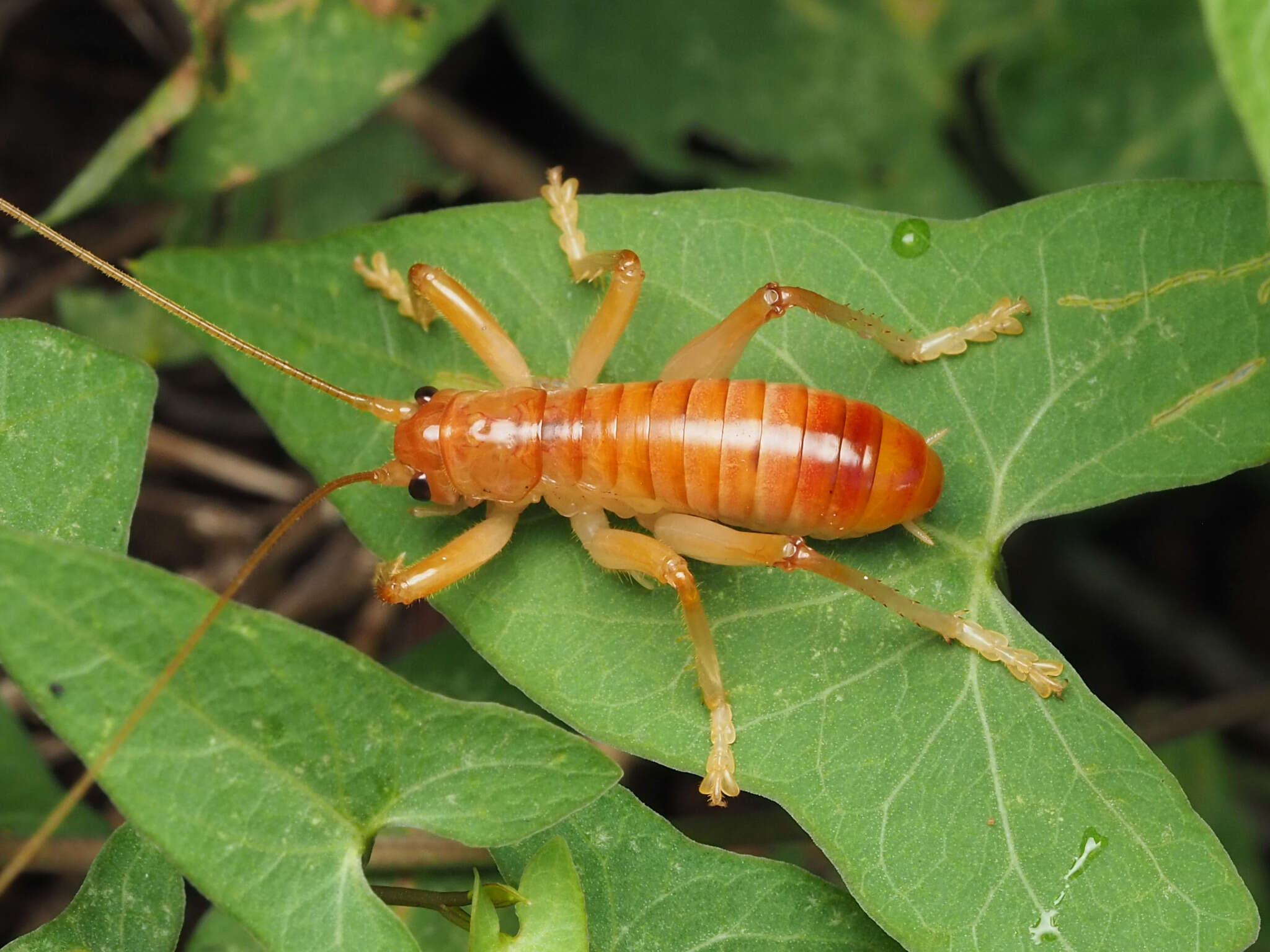 Image of Camptonotus