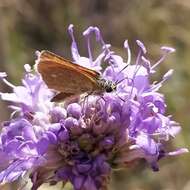 Image of Morrocan Small Skipper