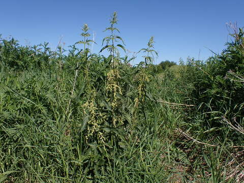 Image of California nettle