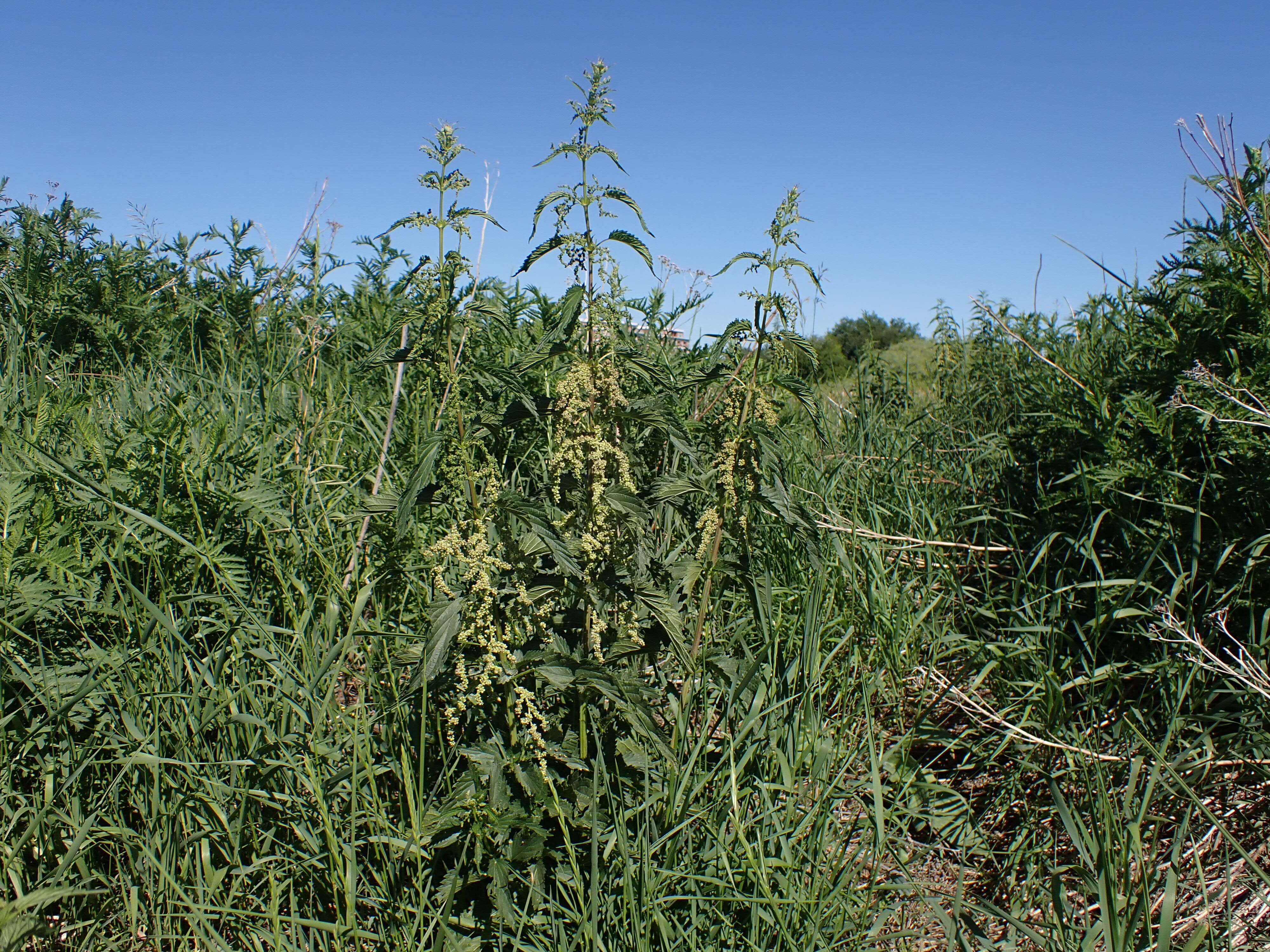 Слика од Urtica gracilis subsp. gracilis