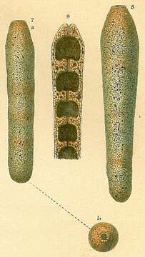 Image of Hormosinoidea Haeckel 1894