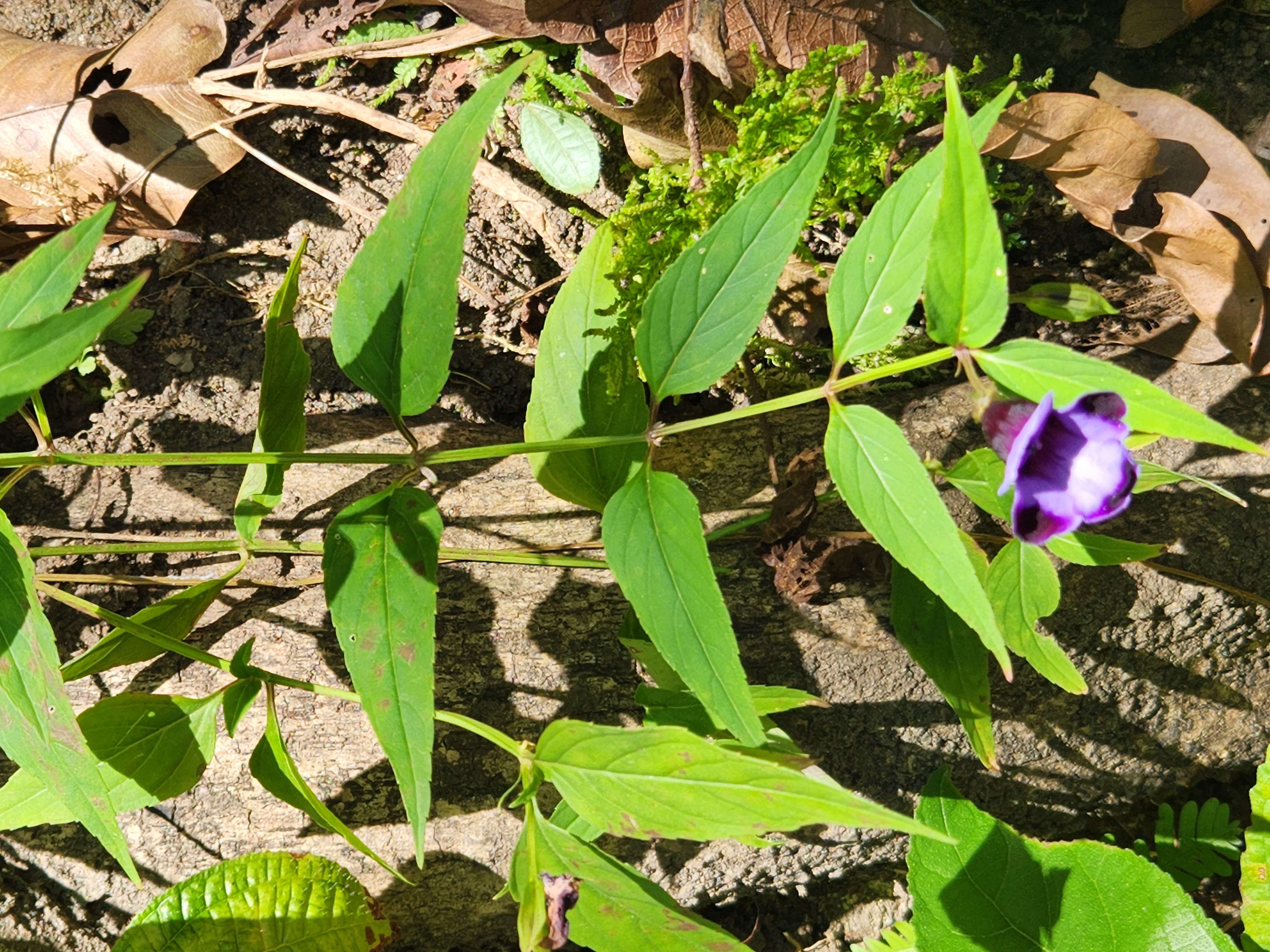 Image de Linderniaceae