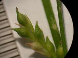 Image of Carex duvaliana Franch. & Sav.